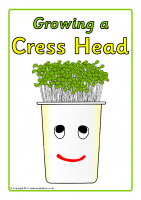 Growing a Cress Head